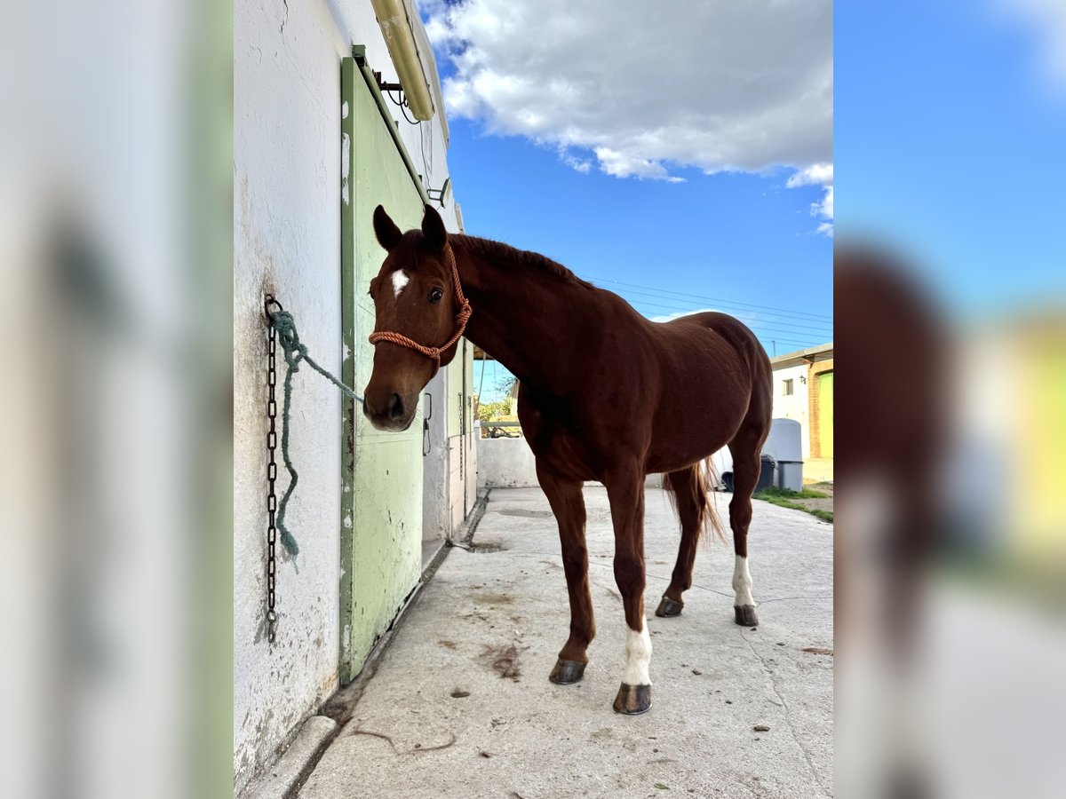 Hanoverian Gelding 8 years 17 hh Chestnut-Red in Castellon De La Plana/Castello De La Pla