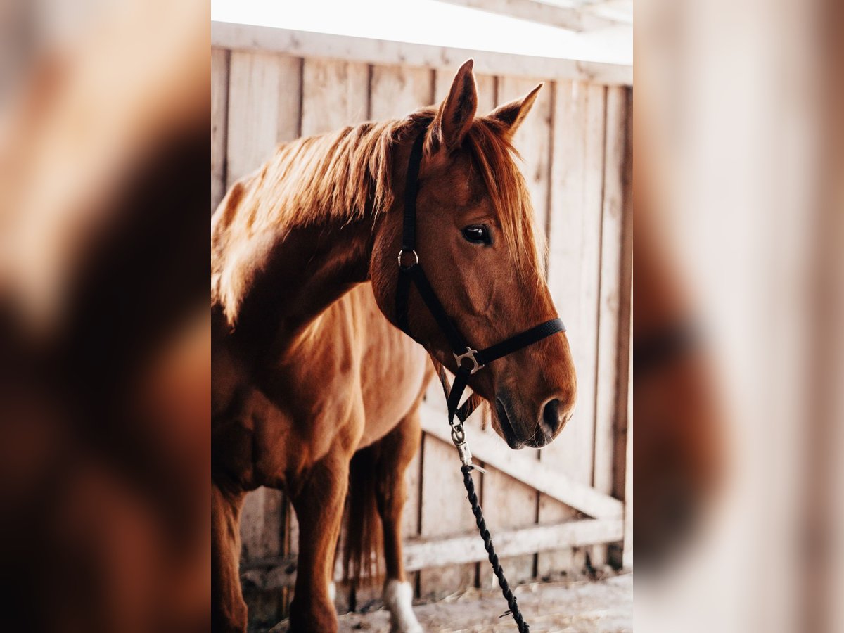 Hanoverian Gelding 8 years 17 hh Chestnut-Red in Leezdorf