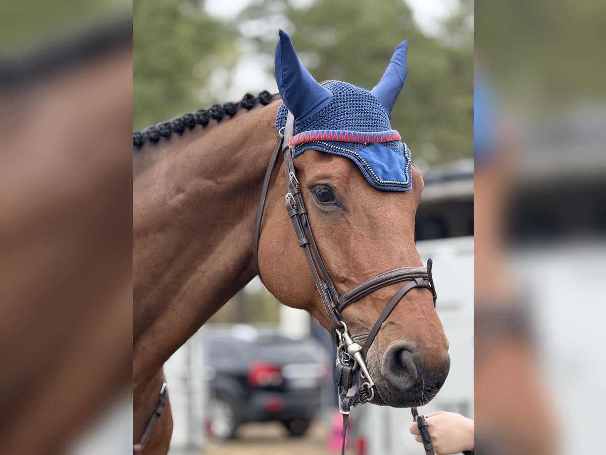 Hanoverian Gelding 8 years 17,2 hh Brown in Celle