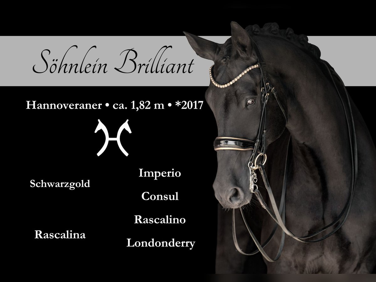 Hanoverian Gelding 8 years 17,3 hh Black in Wehringen