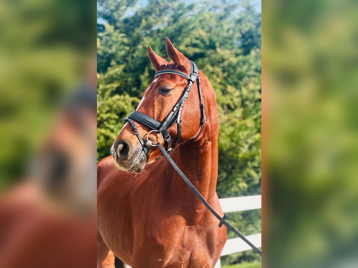 Hanoverian Gelding 8 years Sorrel in Santander