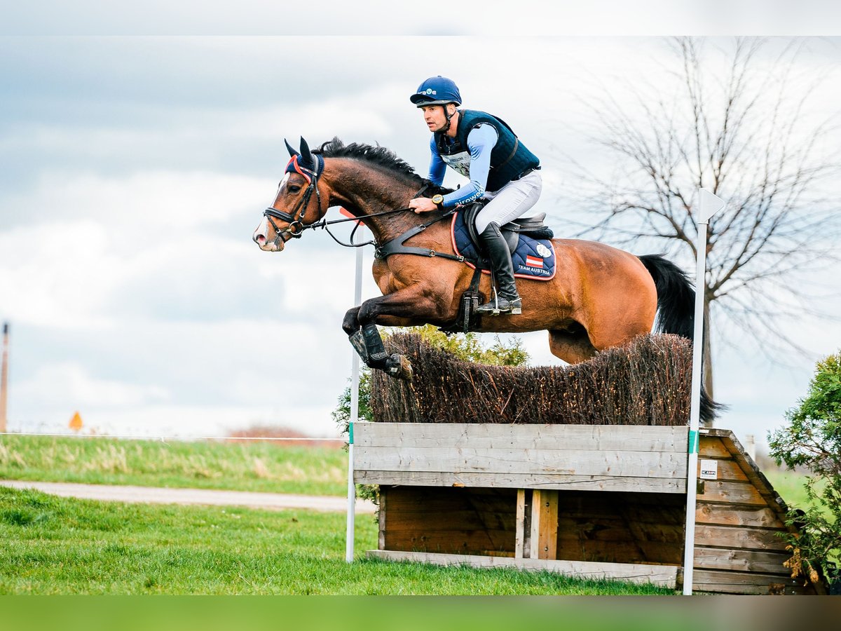 Hanoverian Gelding 9 years 15,3 hh Brown in Feldbach
