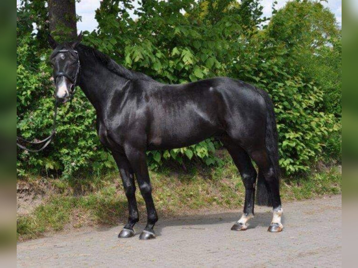 Hanoverian Gelding 9 years 16,1 hh Black in Benken SG