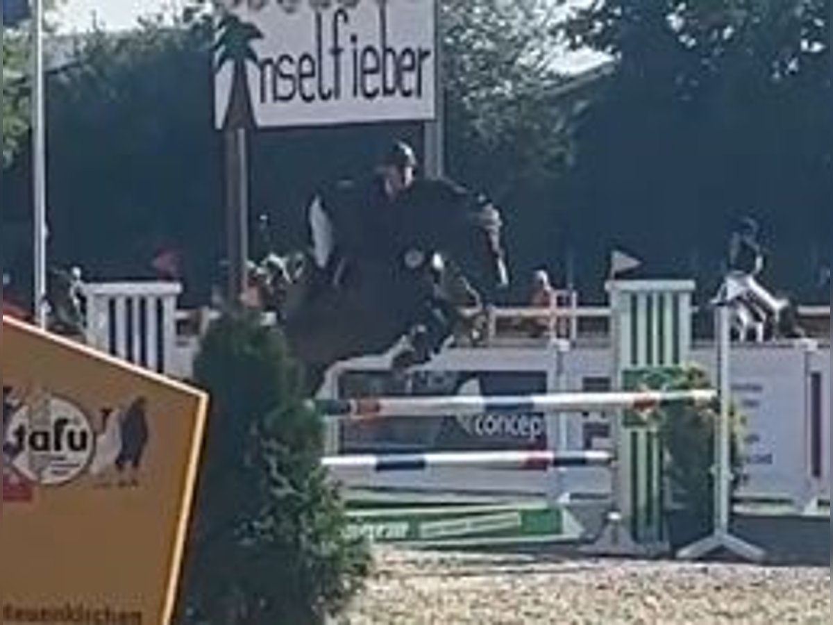 Hanoverian Gelding 9 years 16 hh Bay-Dark in Eggerm&#xFC;hlenAnkum