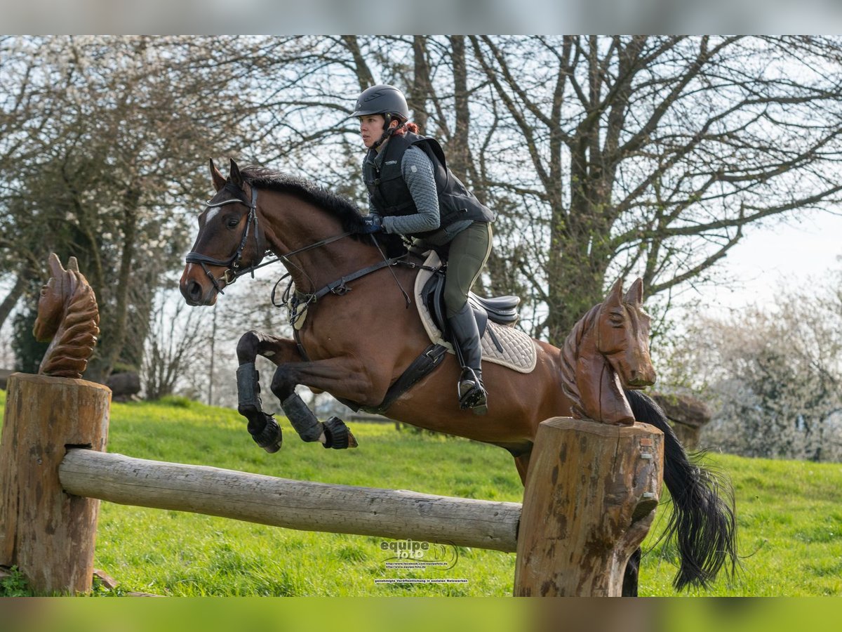 Hanoverian Gelding 9 years 16 hh Brown in Remagen
