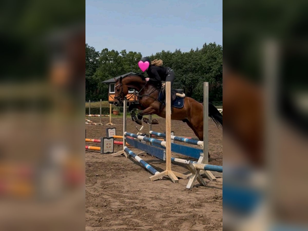 Hanoverian Gelding 9 years 16 hh Brown in Gro&#xDF;beeren