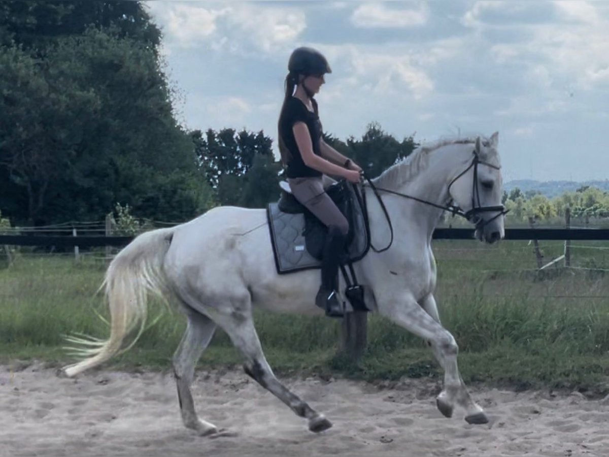 Hanoverian Gelding 9 years 16 hh Gray in M&#xFC;lheim an der Ruhr