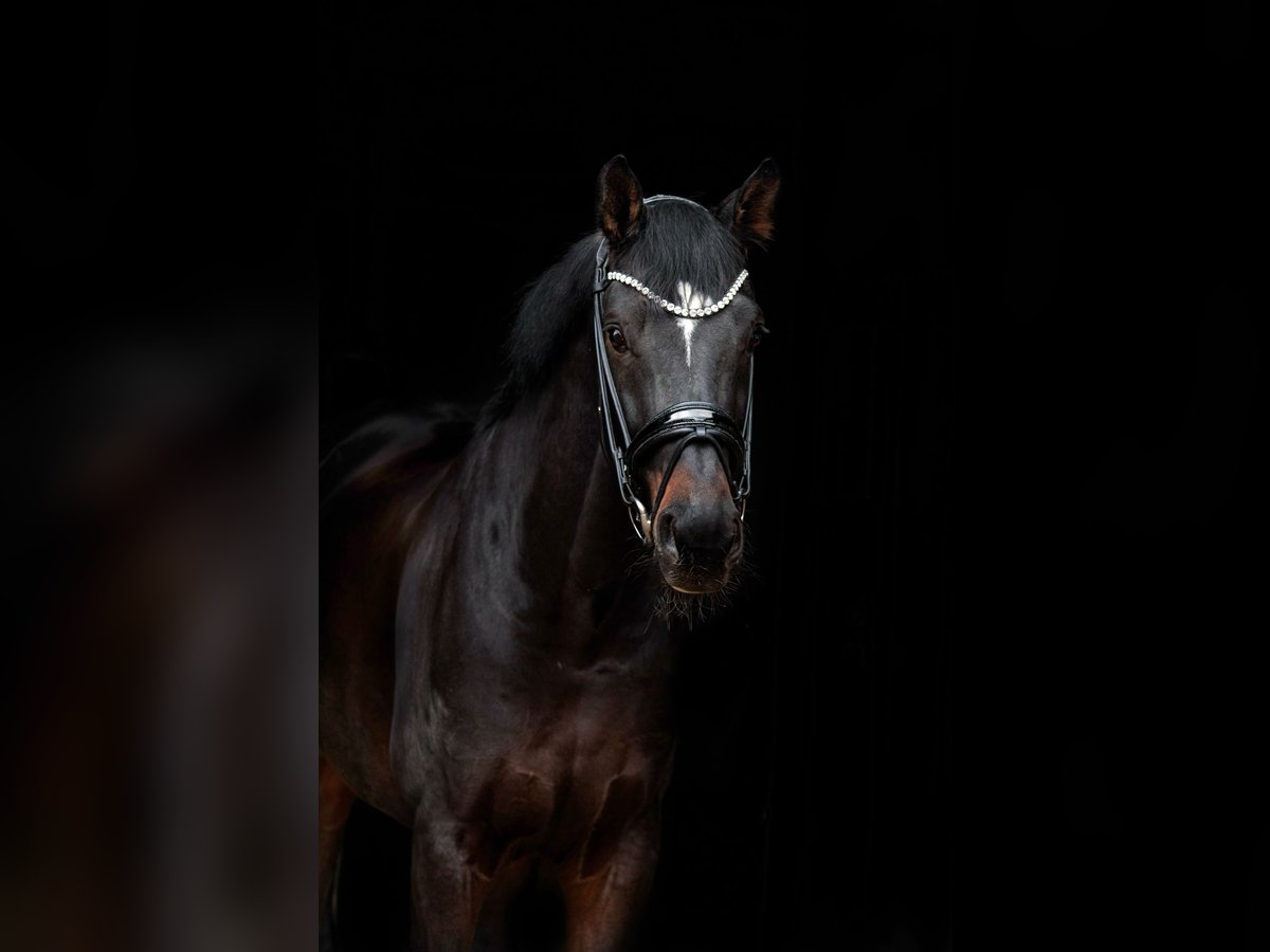 Hanoverian Gelding 9 years 16,1 hh Bay-Dark in Gleichen