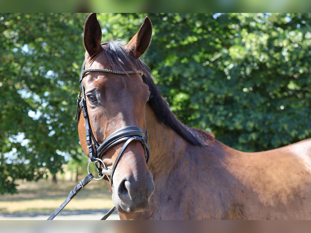 Hanoverian Gelding 9 years 16,1 hh Bay-Dark in GROTE-BROGEL