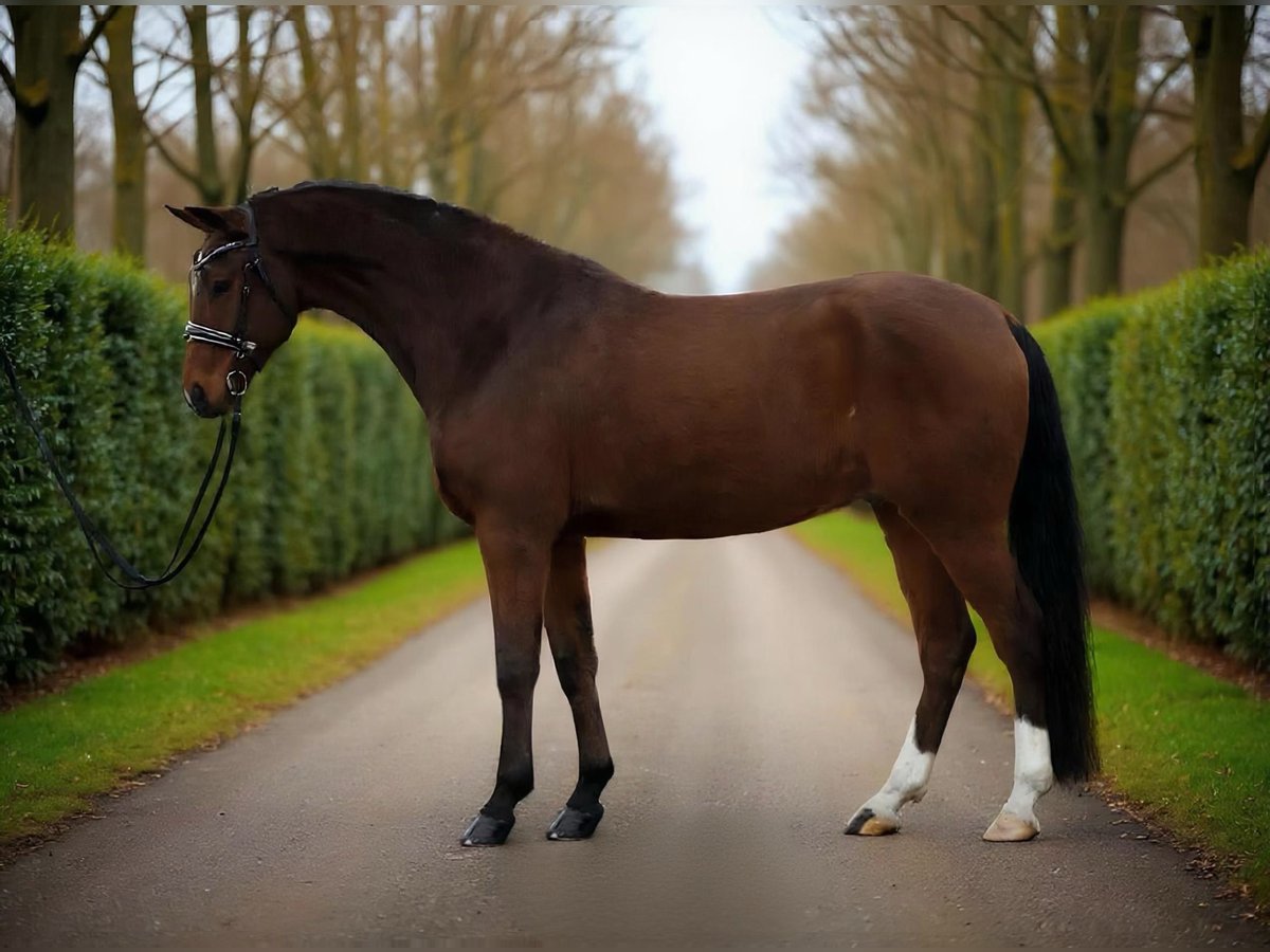 Hanoverian Gelding 9 years 16,1 hh Brown in Zalaegerszeg Hanoverian Gelding 9 years 16,1 hh Brown in Zalaegerszeg