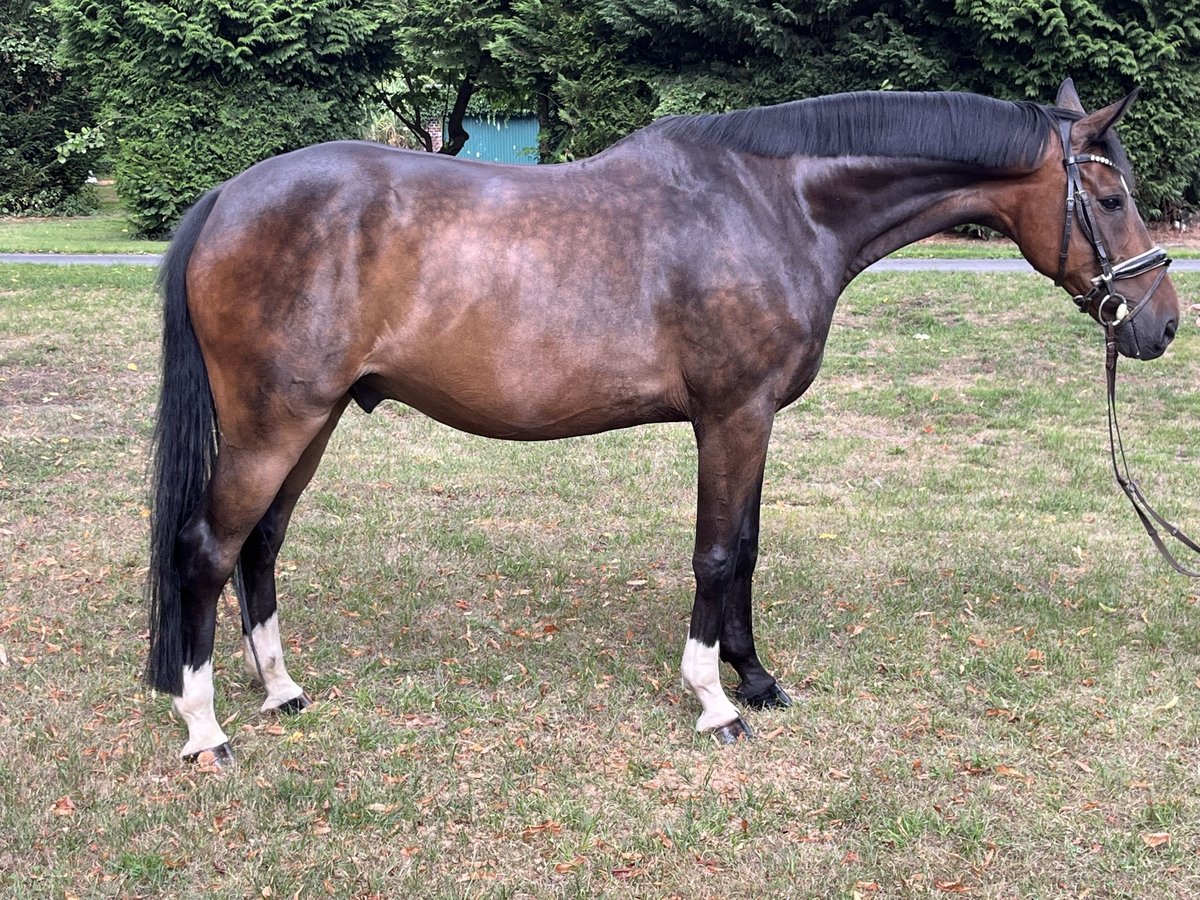 Hanoverian Gelding 9 years 16,2 hh Bay-Dark in Hamm