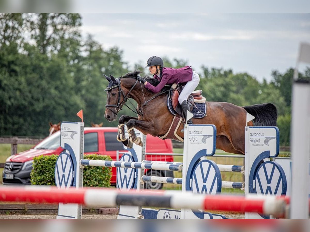 Hanoverian Gelding 9 years 16,2 hh Bay-Dark in Bremerv&#xF6;rde