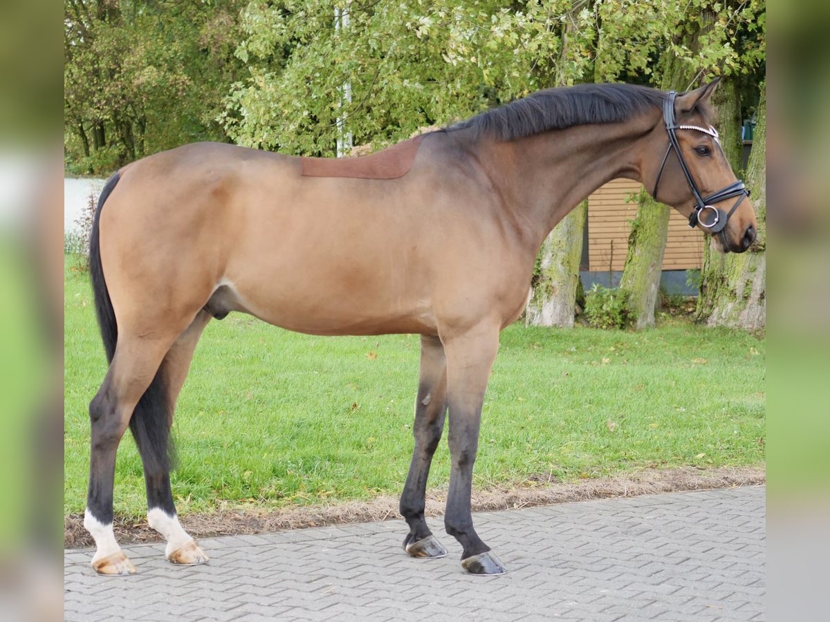 Hanoverian Gelding 9 years 16,2 hh Brown in Duisburg Hanoverian Gelding 9 years 16,2 hh Brown in Duisburg