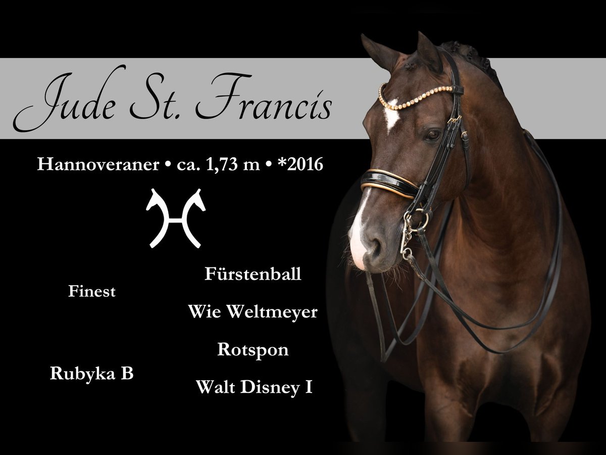 Hanoverian Gelding 9 years 16,3 hh Smoky-Black in Wehringen