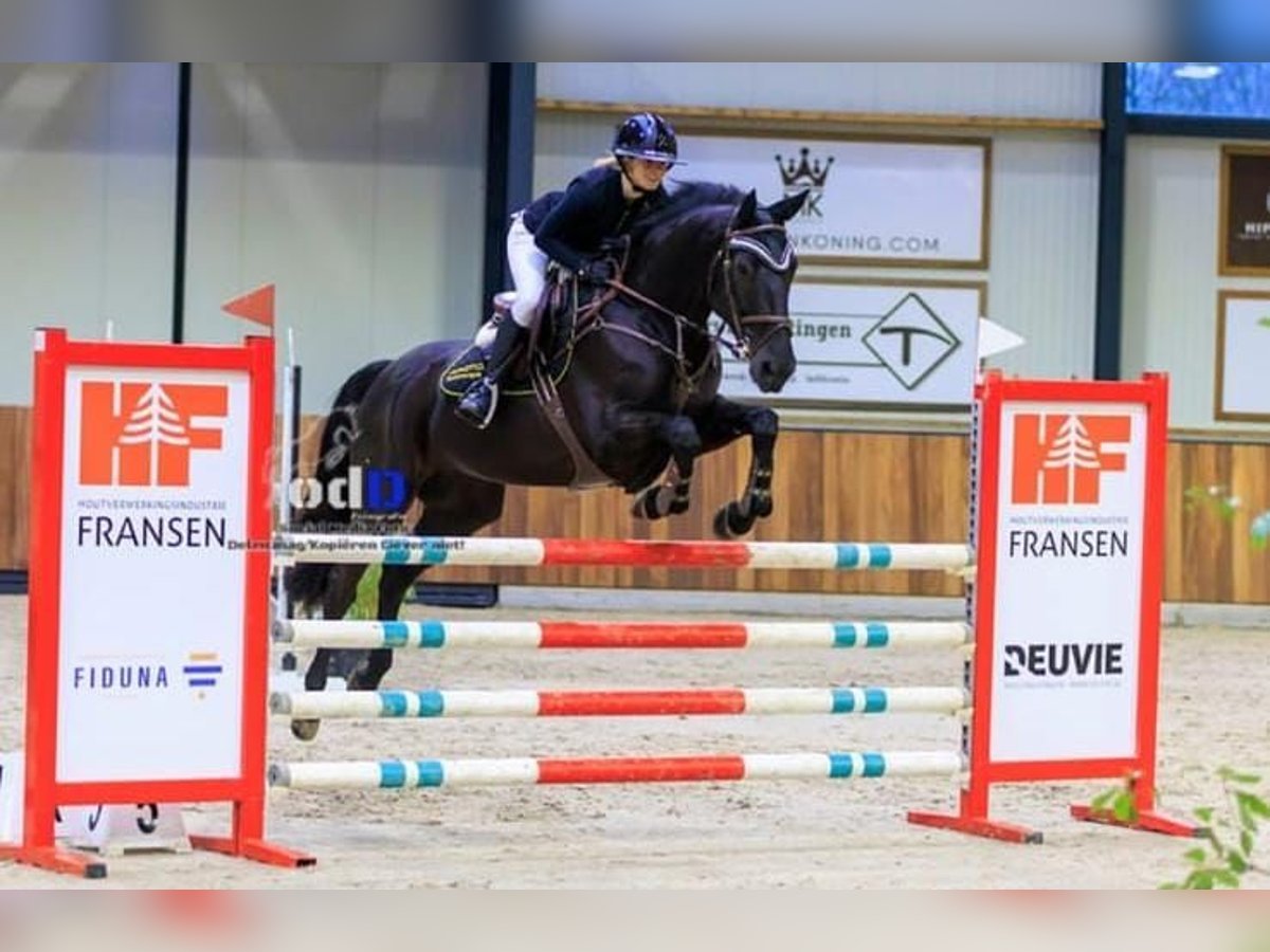 Hanoverian Gelding 9 years 17 hh Black in Werdohl