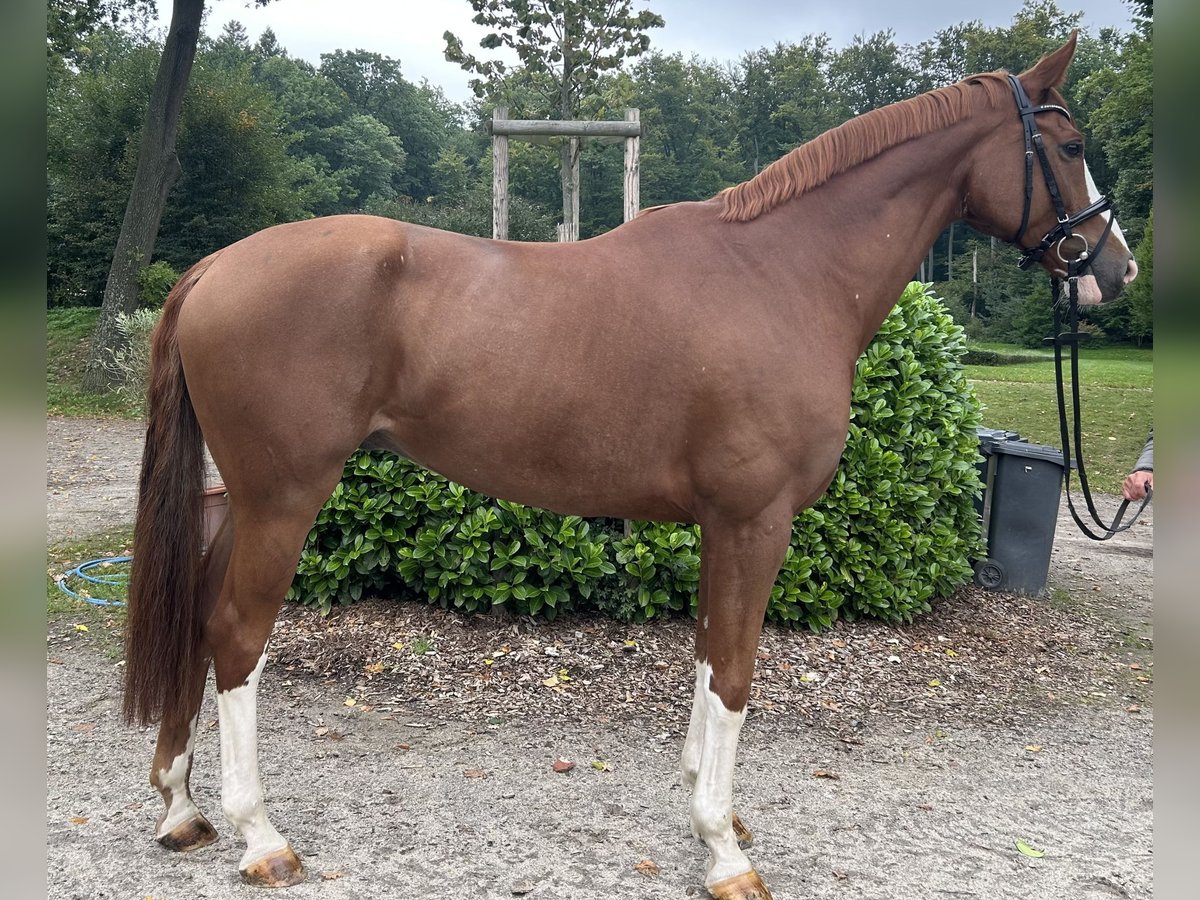 Hanoverian Gelding 9 years 17 hh Chestnut-Red in Darmstadt