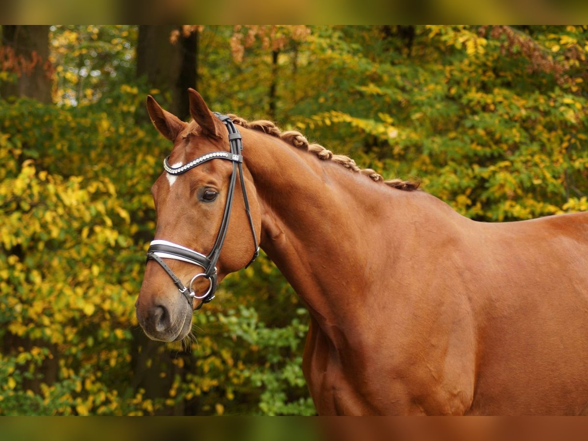 Hanoverian Gelding 9 years 17,2 hh Chestnut-Red in Gleichen Hanoverian Gelding 9 years 17,2 hh Chestnut-Red in Gleichen