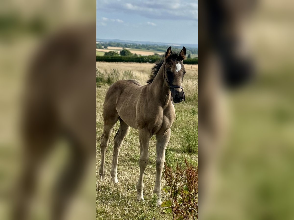 Hanoverian Gelding  17 hh Black in Staffordshire