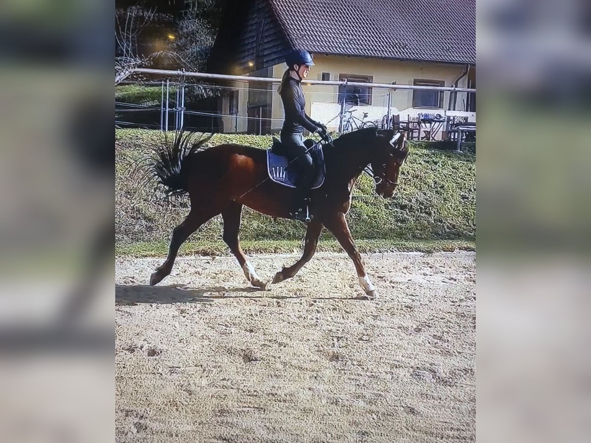 Hanoverian Mare 10 years 15,2 hh Chestnut in Etzelwang