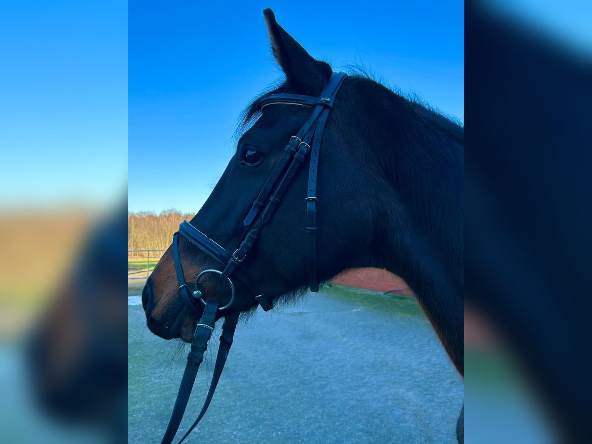 Hanoverian Mare 10 years 16,1 hh Bay-Dark in Geestland