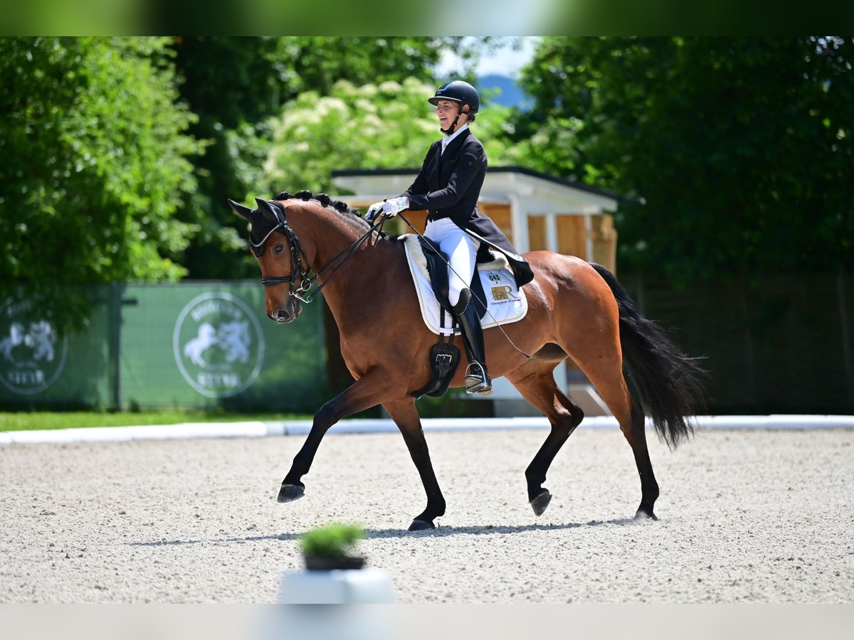 Hanoverian Mare 10 years 16,1 hh Brown in Freiensteinau