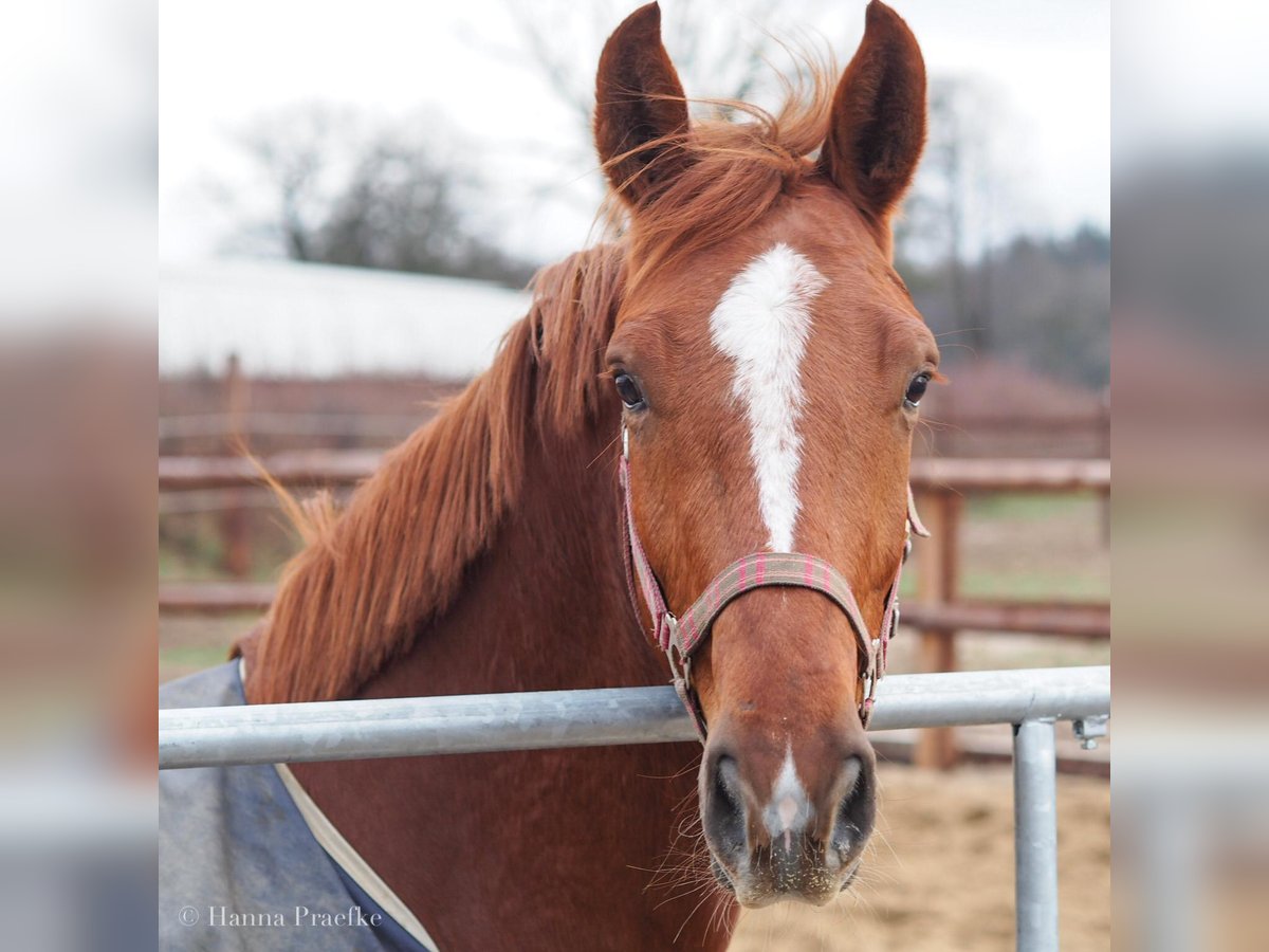 Hanoverian Mare 10 years 16,1 hh Chestnut in Lengenfeld unterm Stein