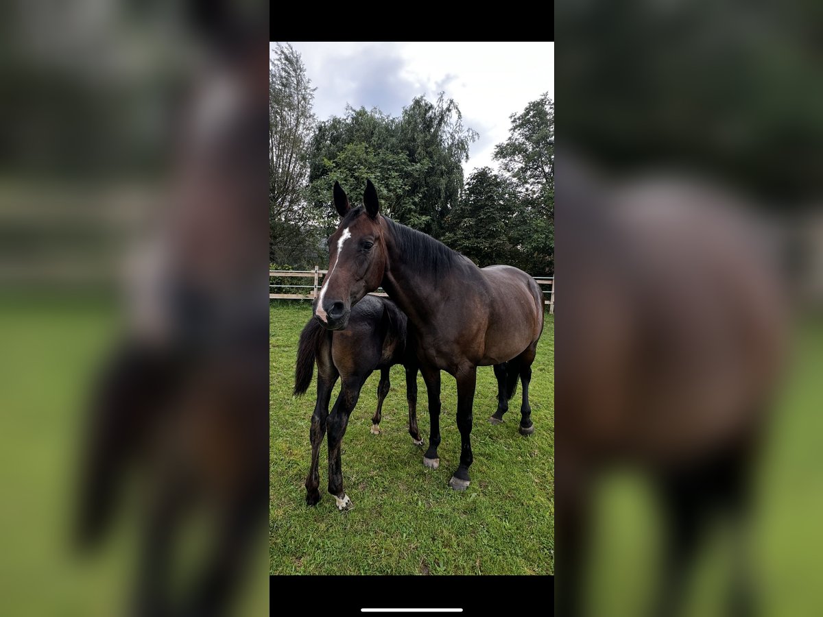 Hanoverian Mare 10 years 16,1 hh Smoky-Black in Rehburg-Loccum Münchehagen