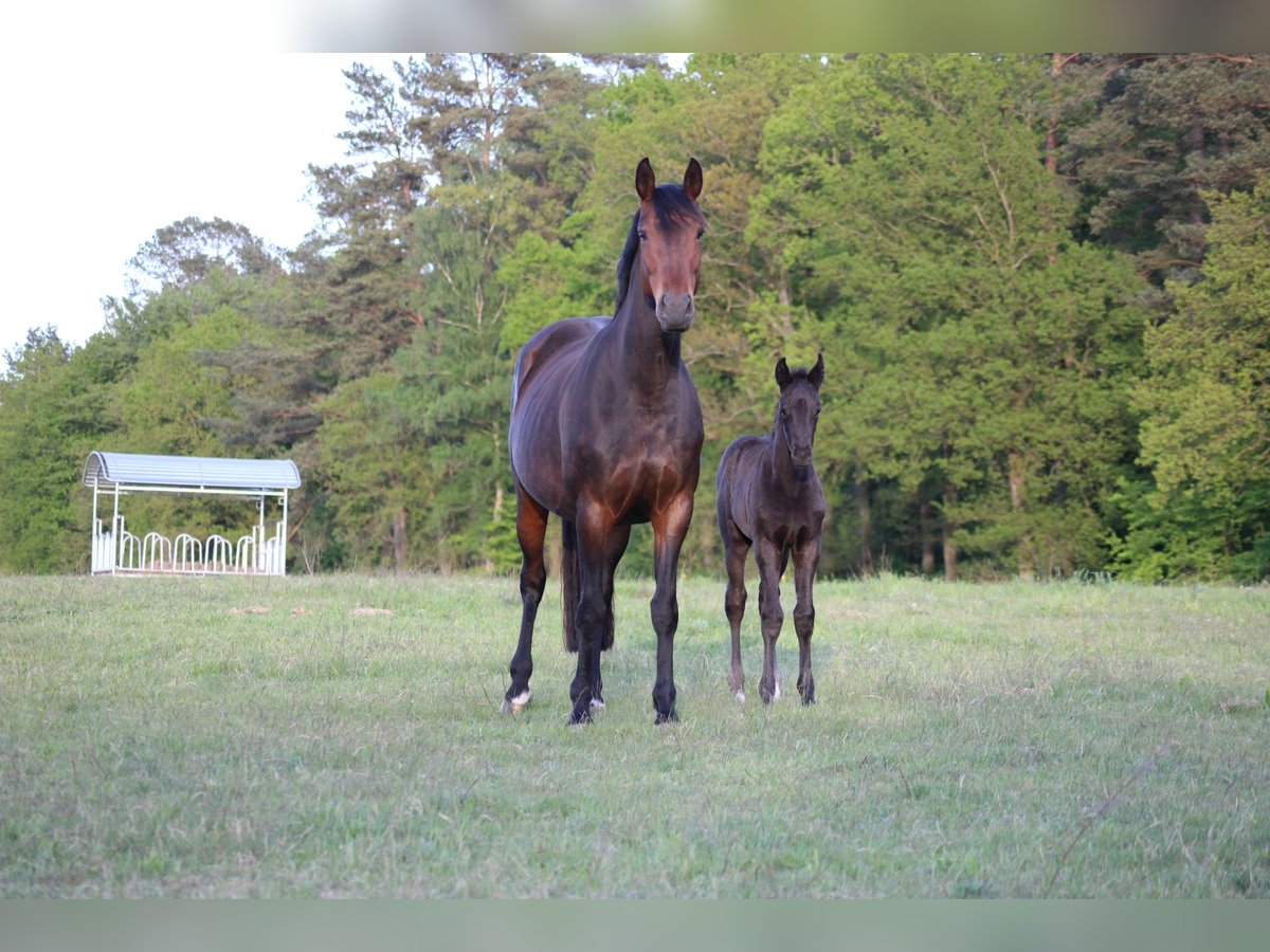 Hanoverian Mare 10 years 16,2 hh Brown in Weitendorf