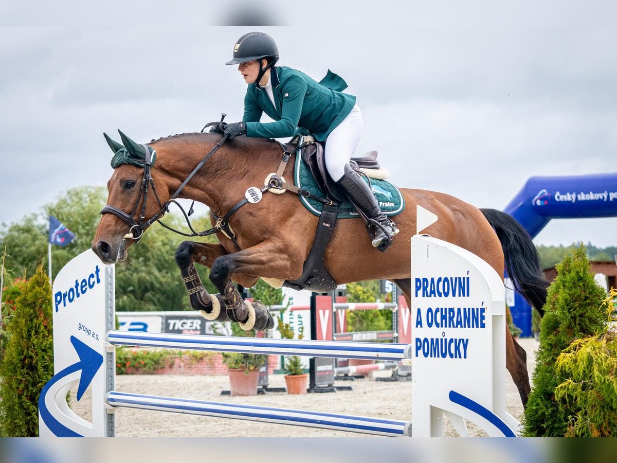 Hanoverian Mare 10 years 16,2 hh Brown in Prague