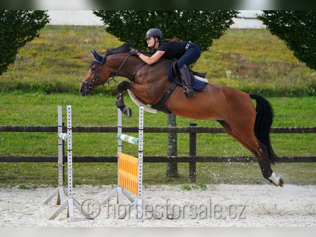 Hanoverian Mare 10 years 16,2 hh Brown in Prag