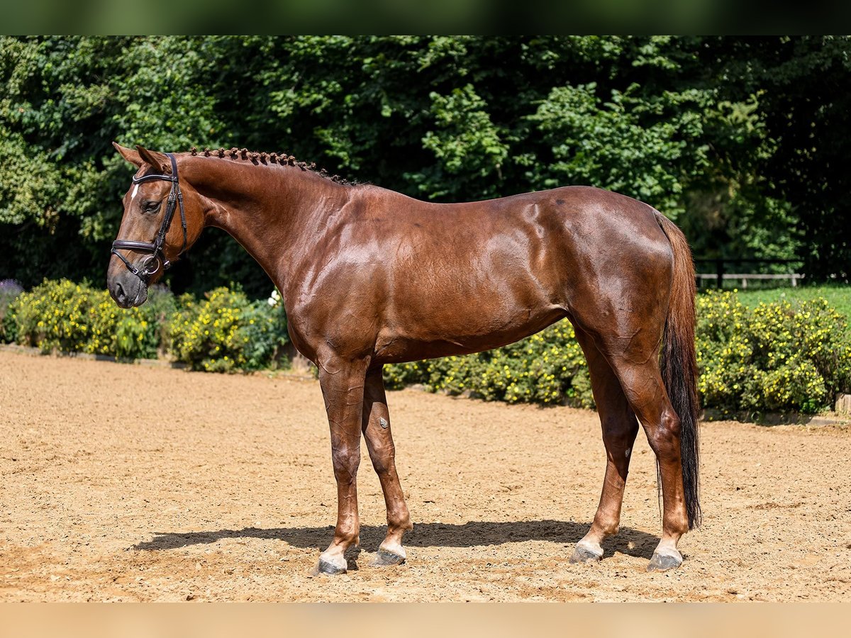 Hanoverian Mare 10 years 16,2 hh Chestnut-Red in Riedstadt