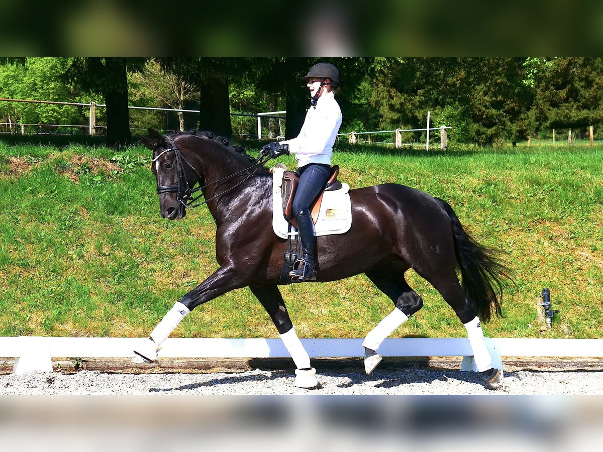 Hanoverian Mare 10 years 16,3 hh Black in Freiensteinau