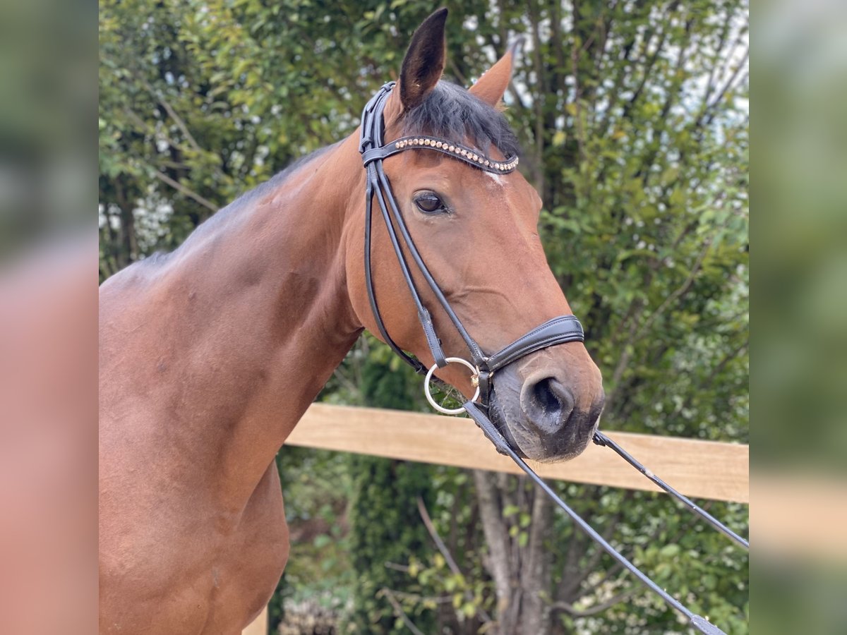 Hanoverian Mare 10 years 16,3 hh Brown in Iggingen