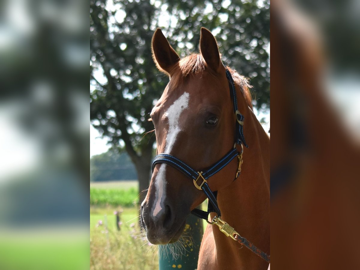 Hanoverian Mare 10 years 16,3 hh Chestnut-Red in Greven