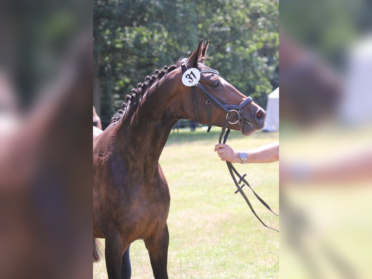 Hanoverian Mare 10 years 16 hh Bay-Dark in Clenze