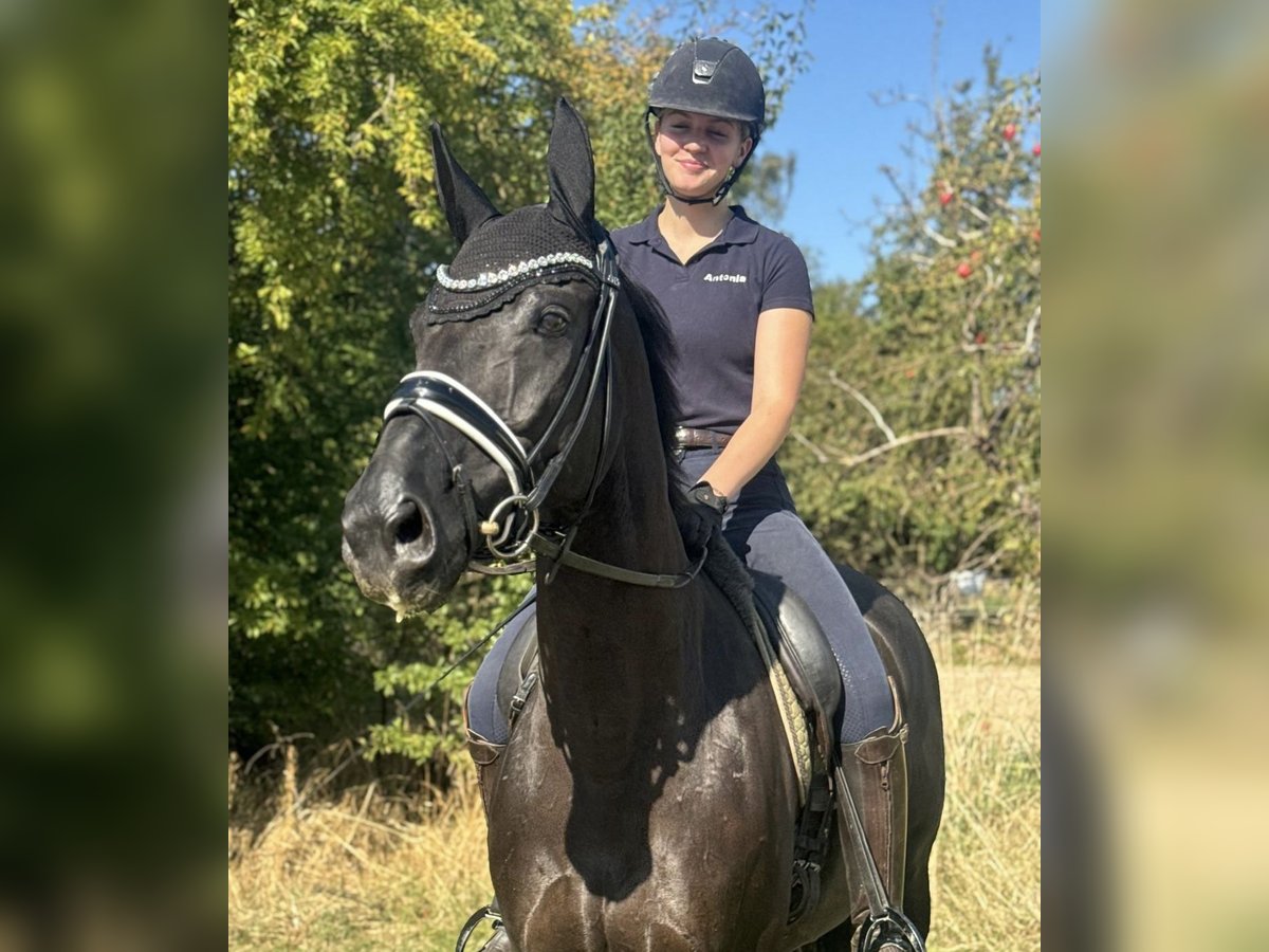 Hanoverian Mare 10 years 16 hh Black in Marlow