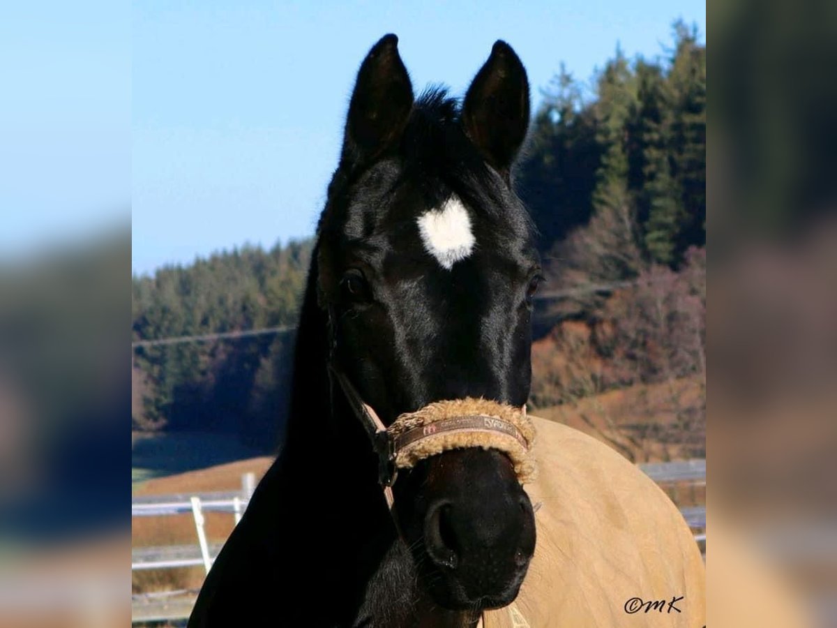 Hanoverian Mare 10 years 16 hh Black in Zell