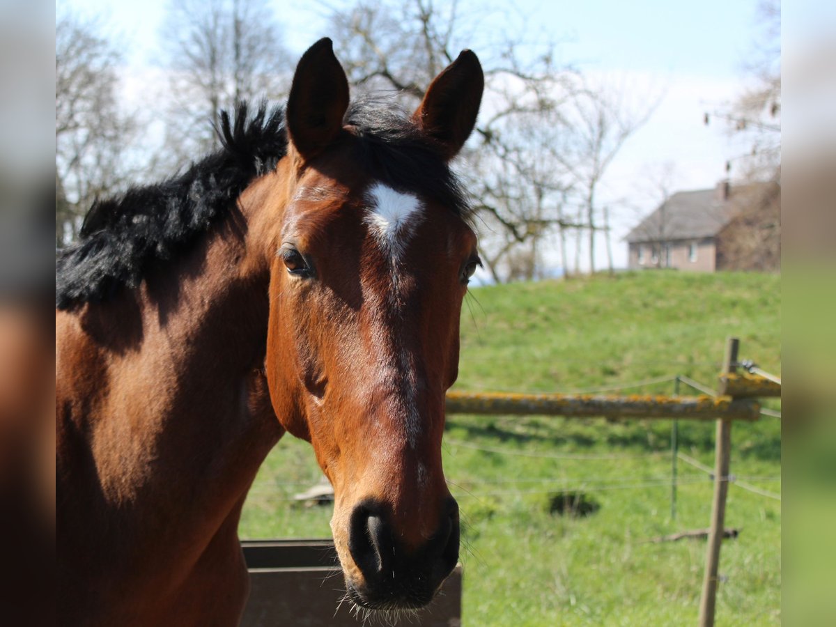 Hanoverian Mare 10 years 16 hh Brown in Goslar Hahndorf