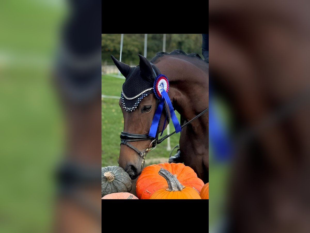 Hanoverian Mare 10 years 16 hh Brown in Petershagen