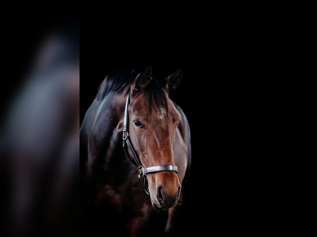 Hanoverian Mare 10 years 16 hh Brown in Recke