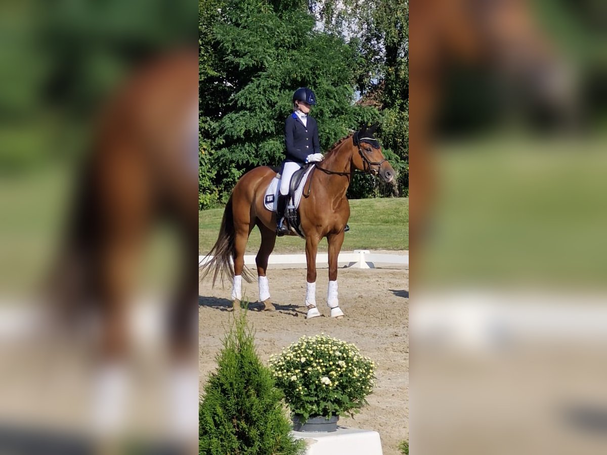 Hanoverian Mare 10 years 16 hh Chestnut-Red in Hünfelden