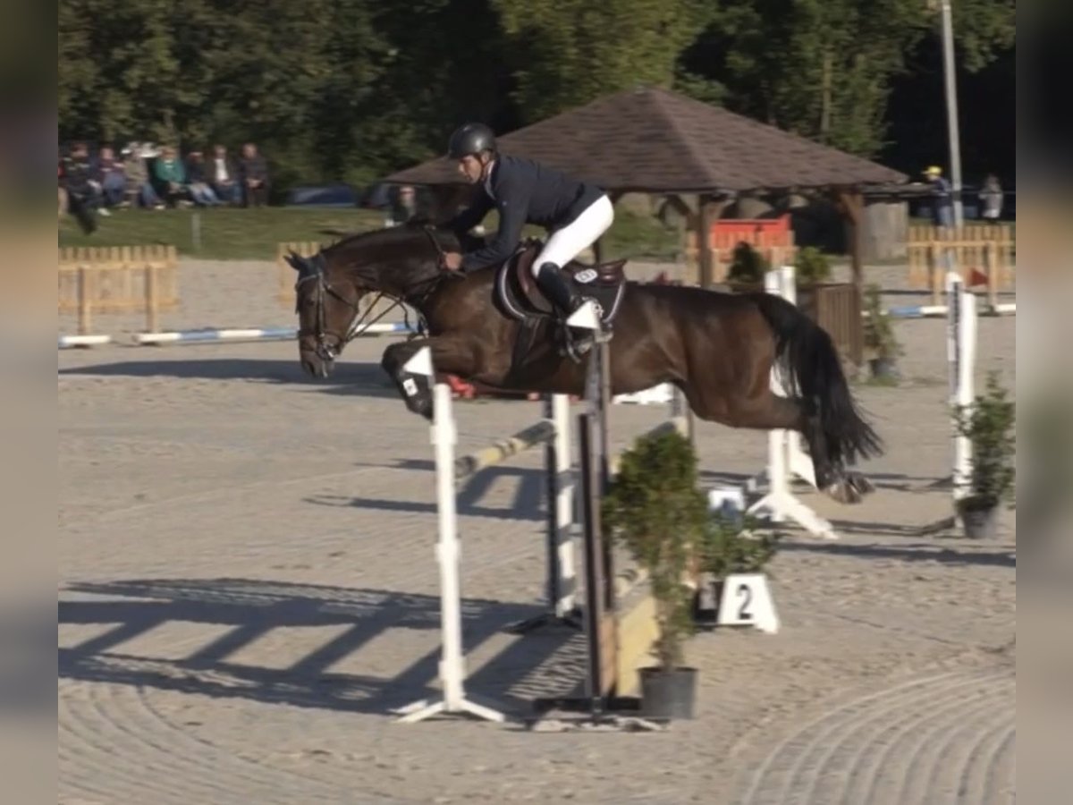 Hanoverian Mare 10 years 16 hh in Brandenburg an der Havel