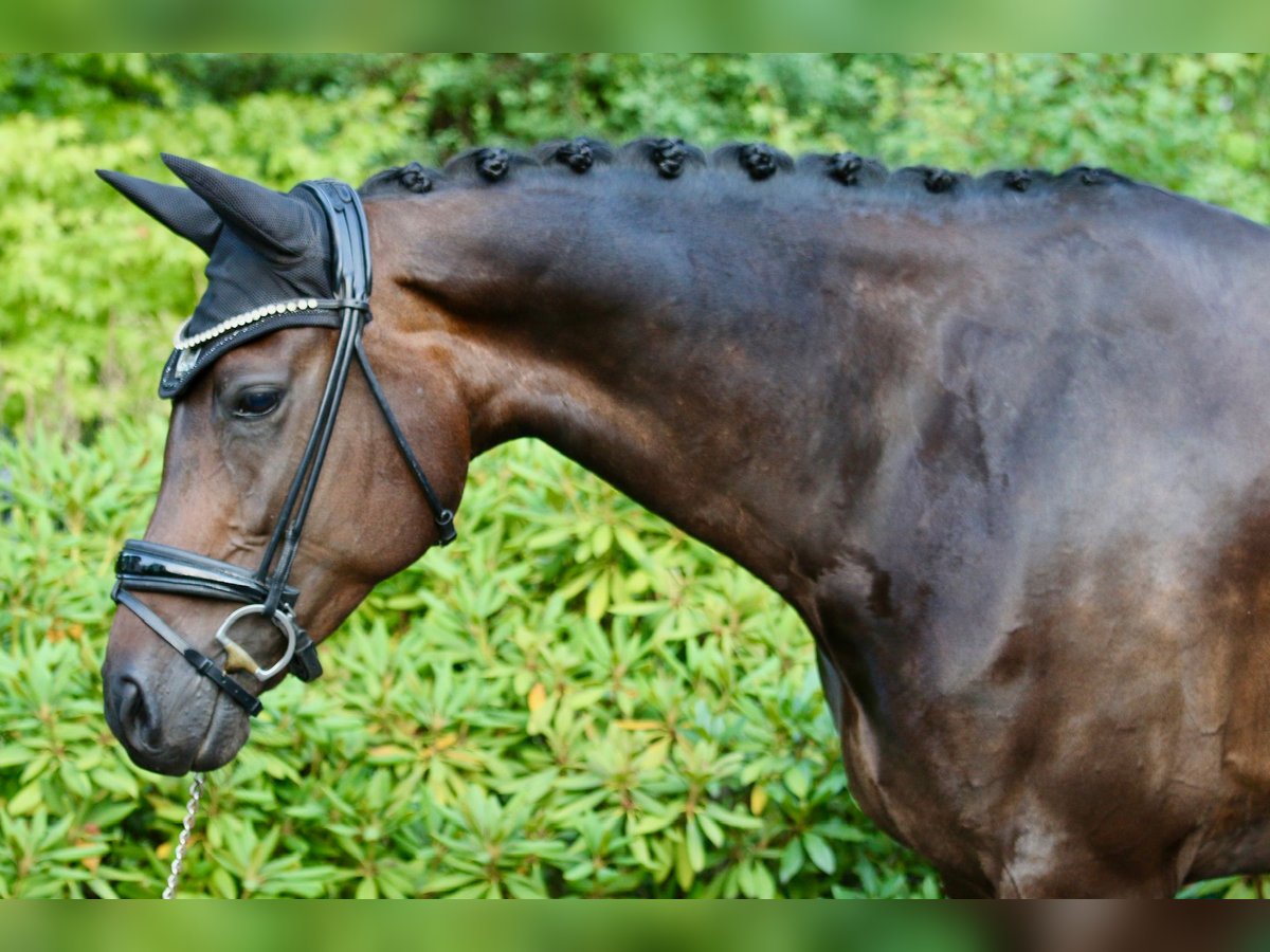 Hanoverian Mare 10 years 16,1 hh Bay-Dark in D&#xF6;rverden
