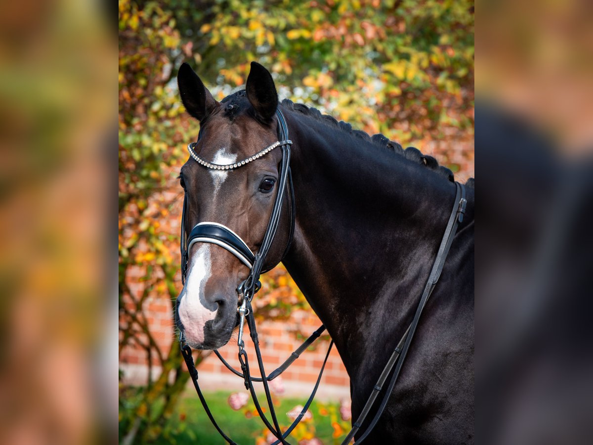 Hanoverian Mare 10 years 16,1 hh Bay-Dark in Niemegk Hanoverian Mare 10 years 16,1 hh Bay-Dark in Niemegk