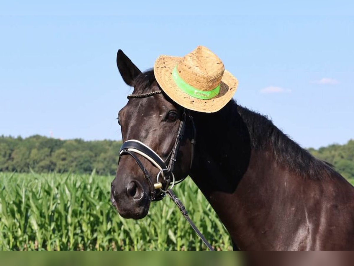 Hanoverian Mare 10 years 16,1 hh Black in Haftenkamp