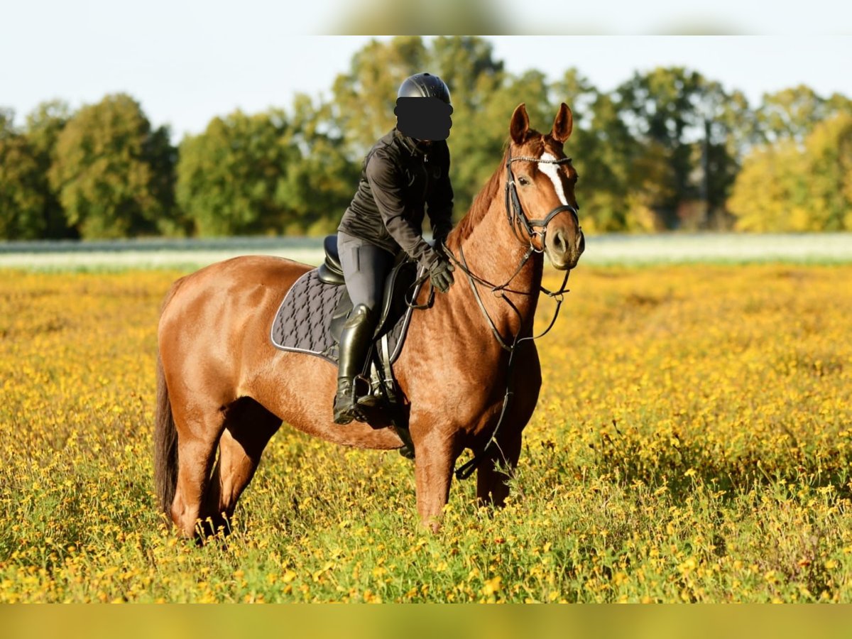 Hanoverian Mare 10 years 16,1 hh Chestnut in Handorf