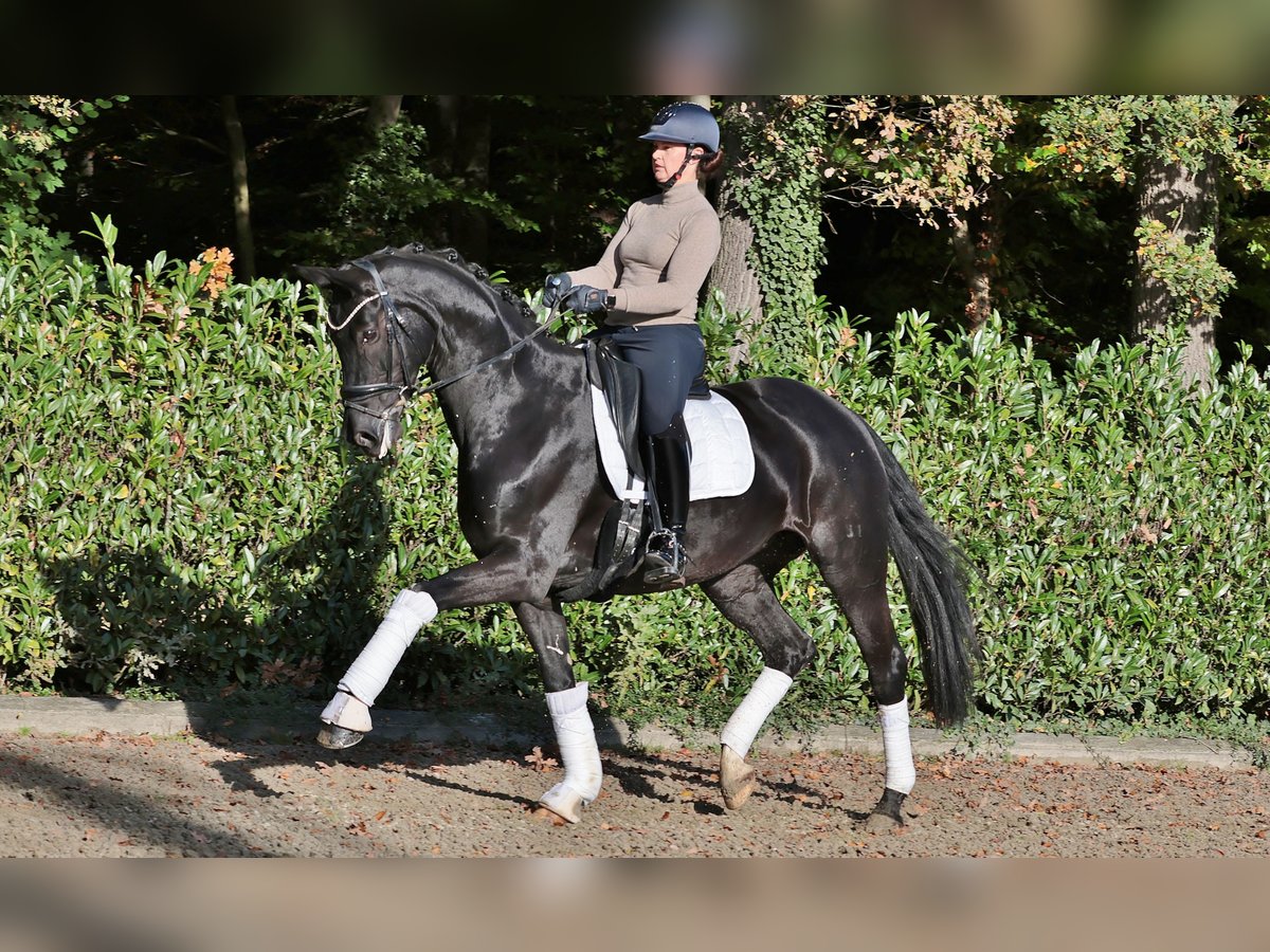 Hanoverian Mare 10 years 16,2 hh Black in Ibbenbüren Hanoverian Mare 10 years 16,2 hh Black in Ibbenbüren