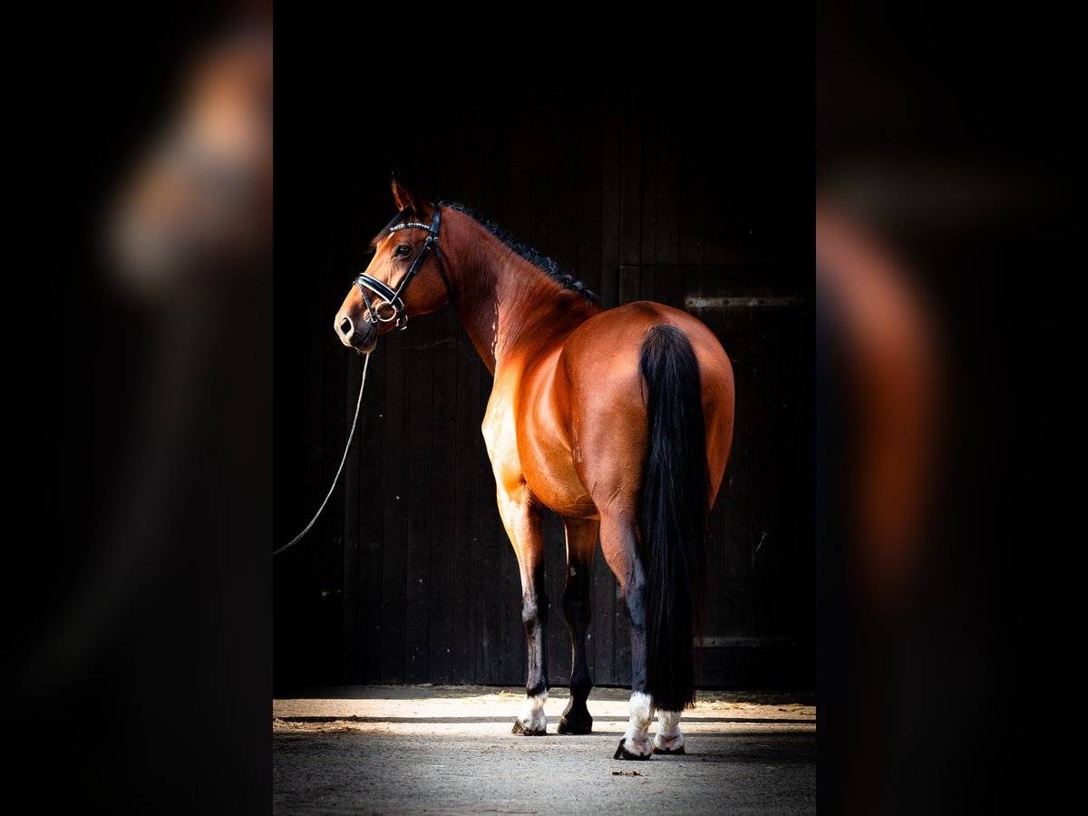 Hanoverian Mare 10 years 16,2 hh Brown in Schnega L&#xFC;tenthien