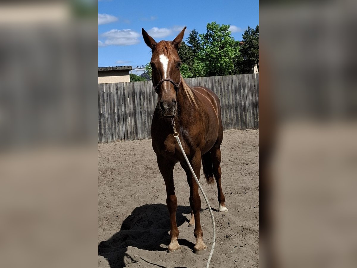 Hanoverian Mare 10 years 16,2 hh Chestnut-Red in Rathenow