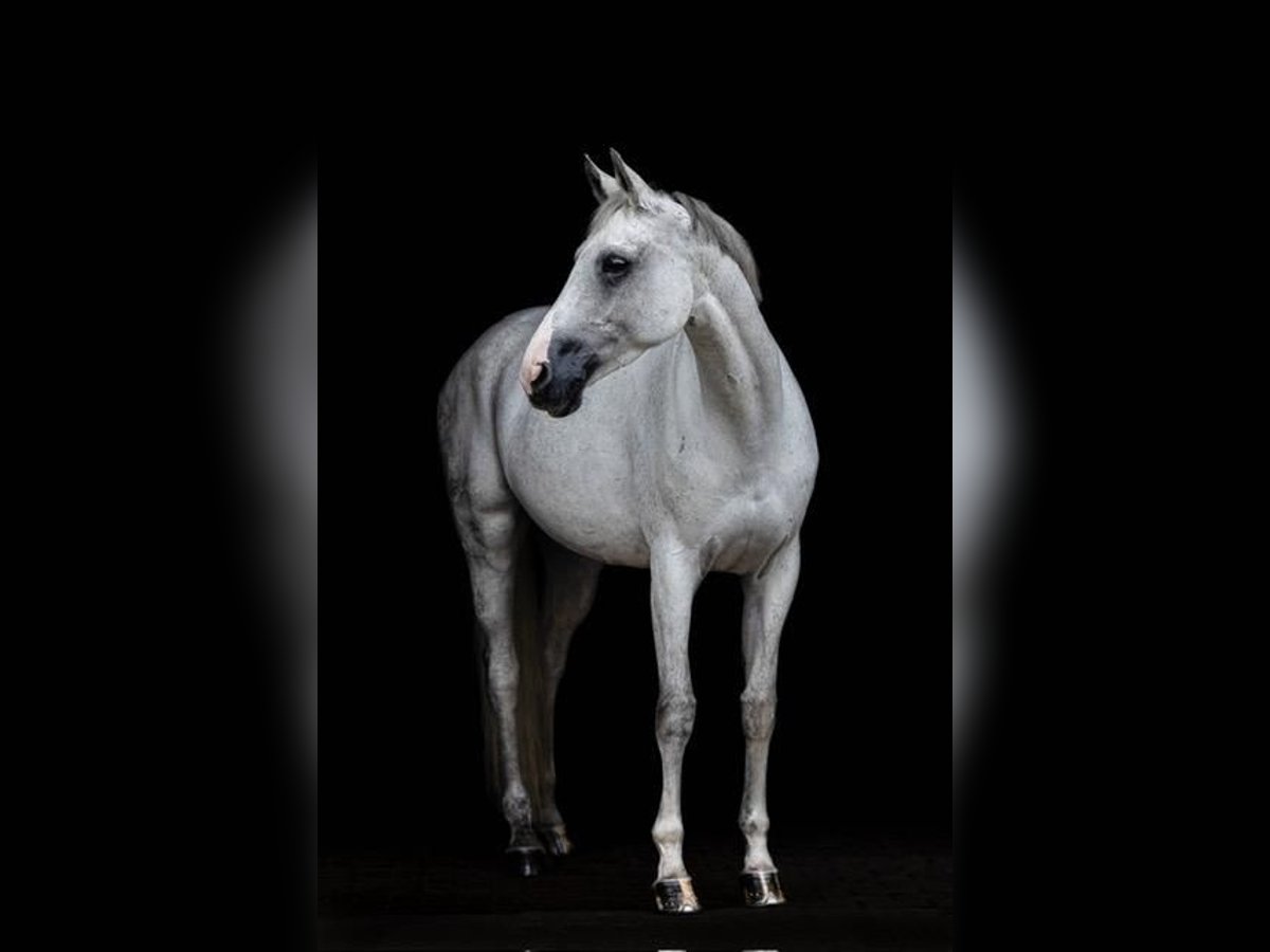 Hanoverian Mare 10 years 16,2 hh Gray in Bösel